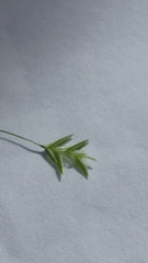 Poa matthewsii