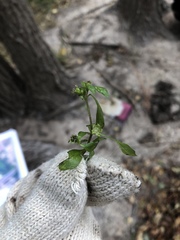 Calyptocarpus vialis