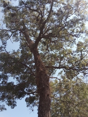 Handroanthus heptaphyllus