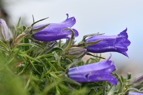 Pyrenean Bellflower (Campanula speciosa)