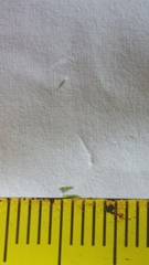 Poa matthewsii