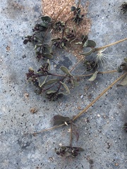 Euphorbia glyptosperma