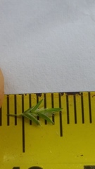 Poa matthewsii
