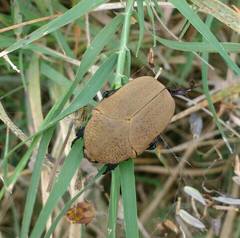 Hologymnetis cinerea