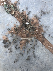 Euphorbia glyptosperma