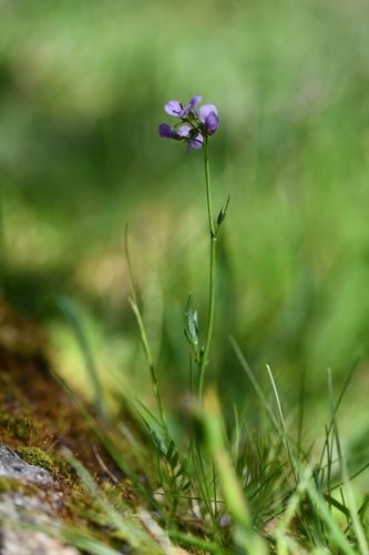 Cuckoo Flower (Cardamine crassifolia)