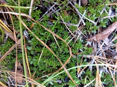 Pyxidanthera barbulata