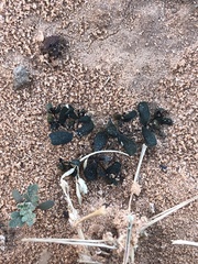 Euphorbia glyptosperma