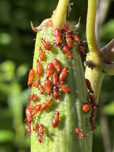Large Milkweed Bug photographed in Maine