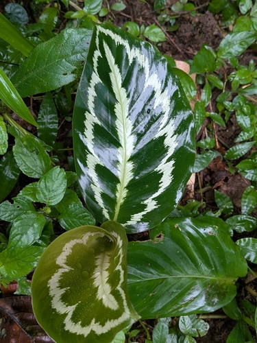Goeppertia metallica, photograph 2