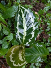 Jason Hill, CC BY, iNaturalist via GBIF Goeppertia metallica, photograph Jason Hill, CC BY, iNaturalist via GBIF