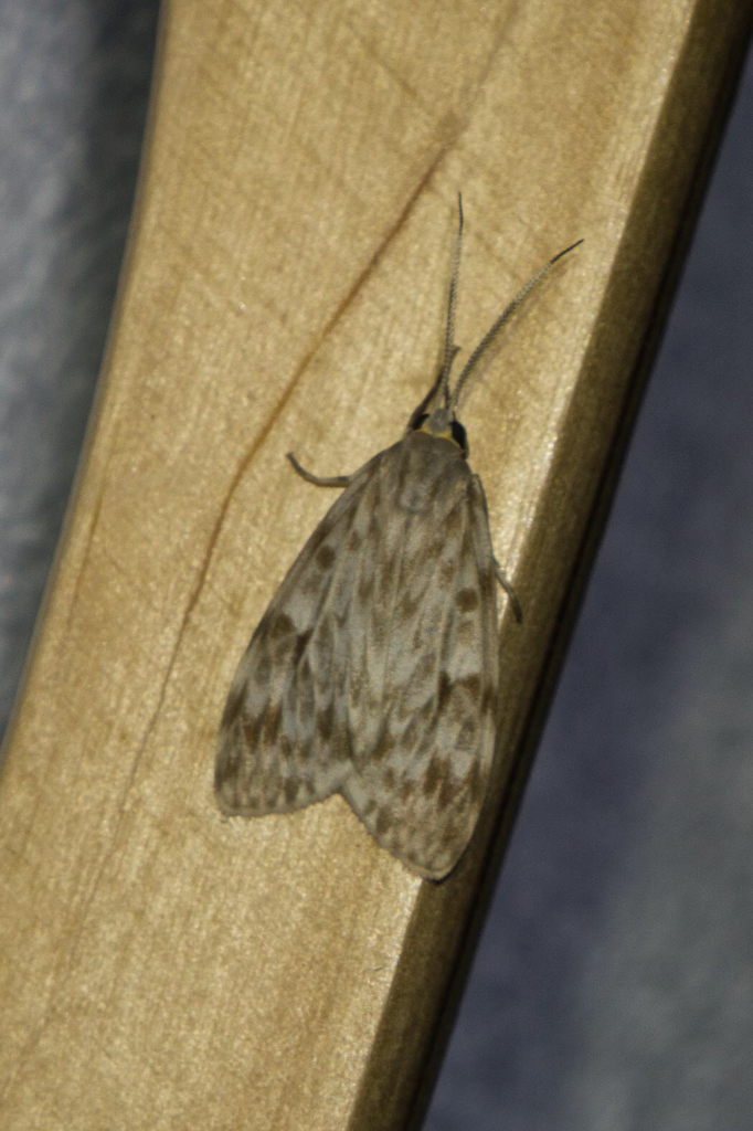 Eucereon xanthoperas