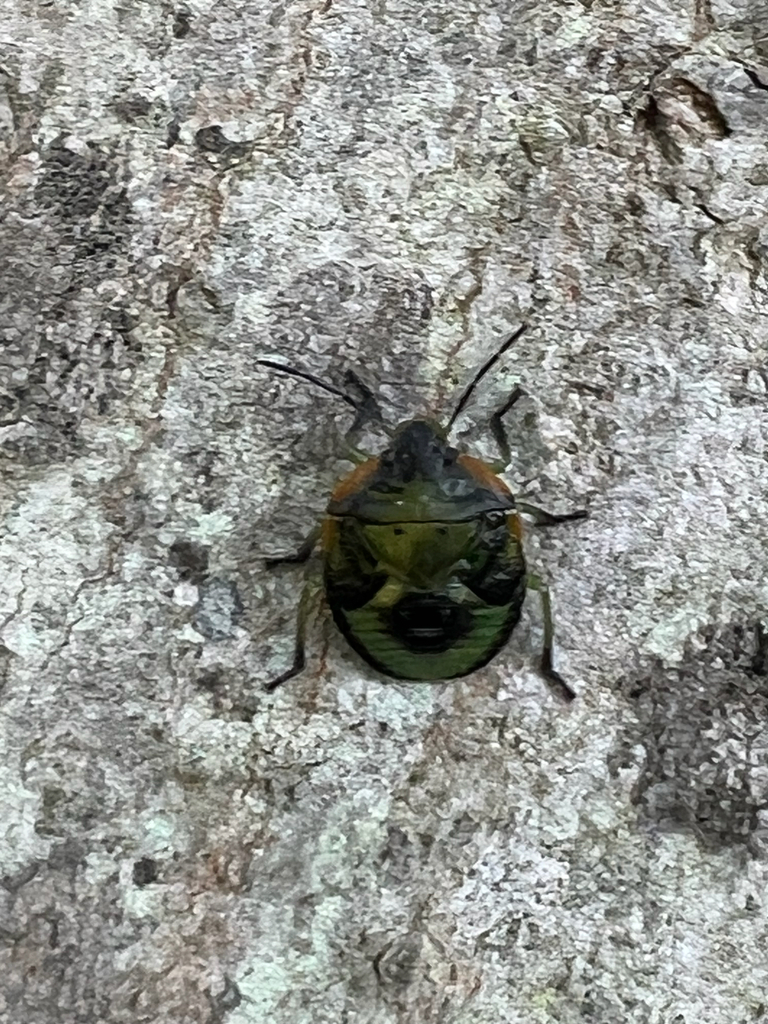 Green Stink Bug