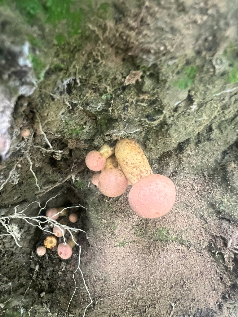 boletes and allies