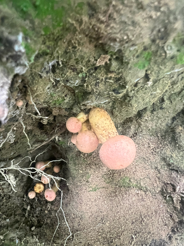 boletes and allies