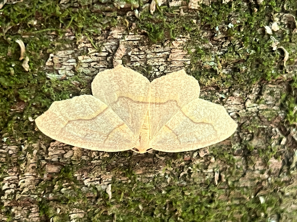 Hemlock Looper Moth