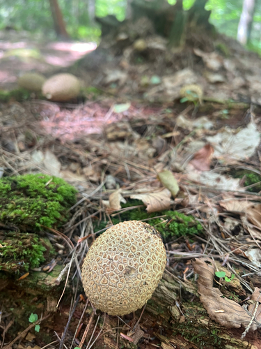 common earthball