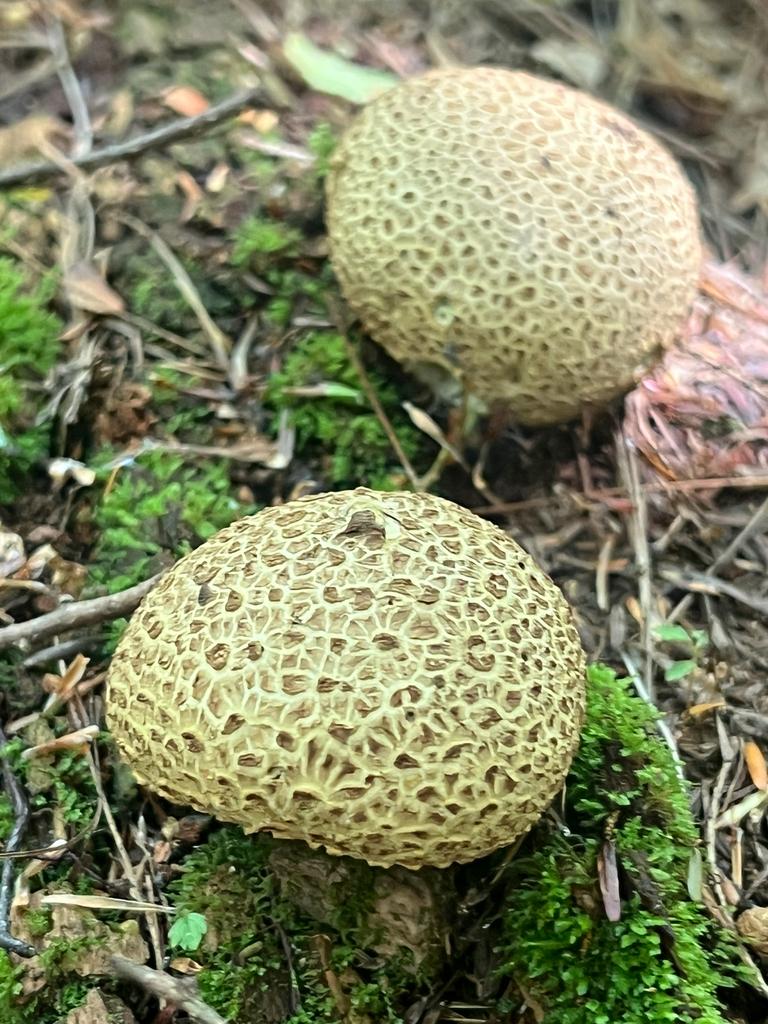 common earthball