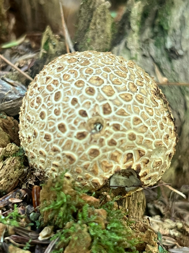 common earthball
