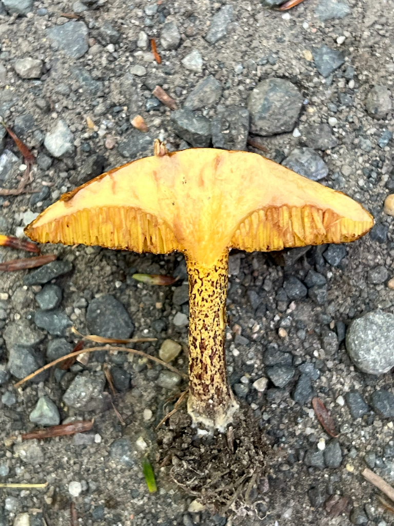 Chicken Fat Mushroom