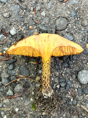 Chicken Fat Mushroom