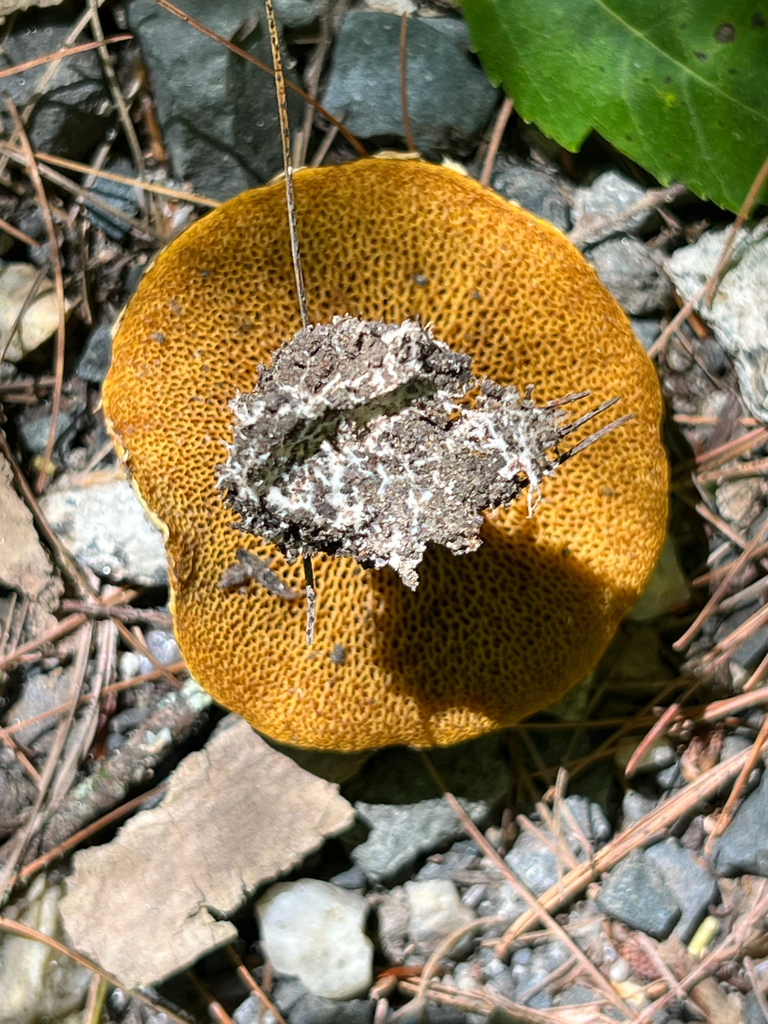 Chicken Fat Mushroom