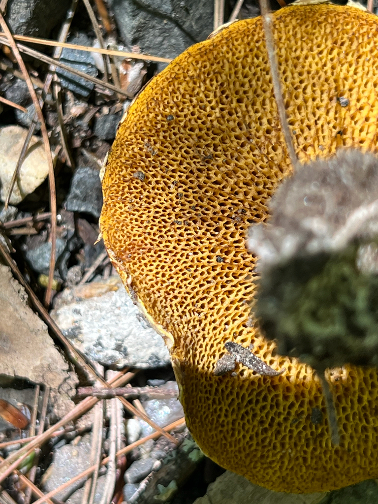 Chicken Fat Mushroom