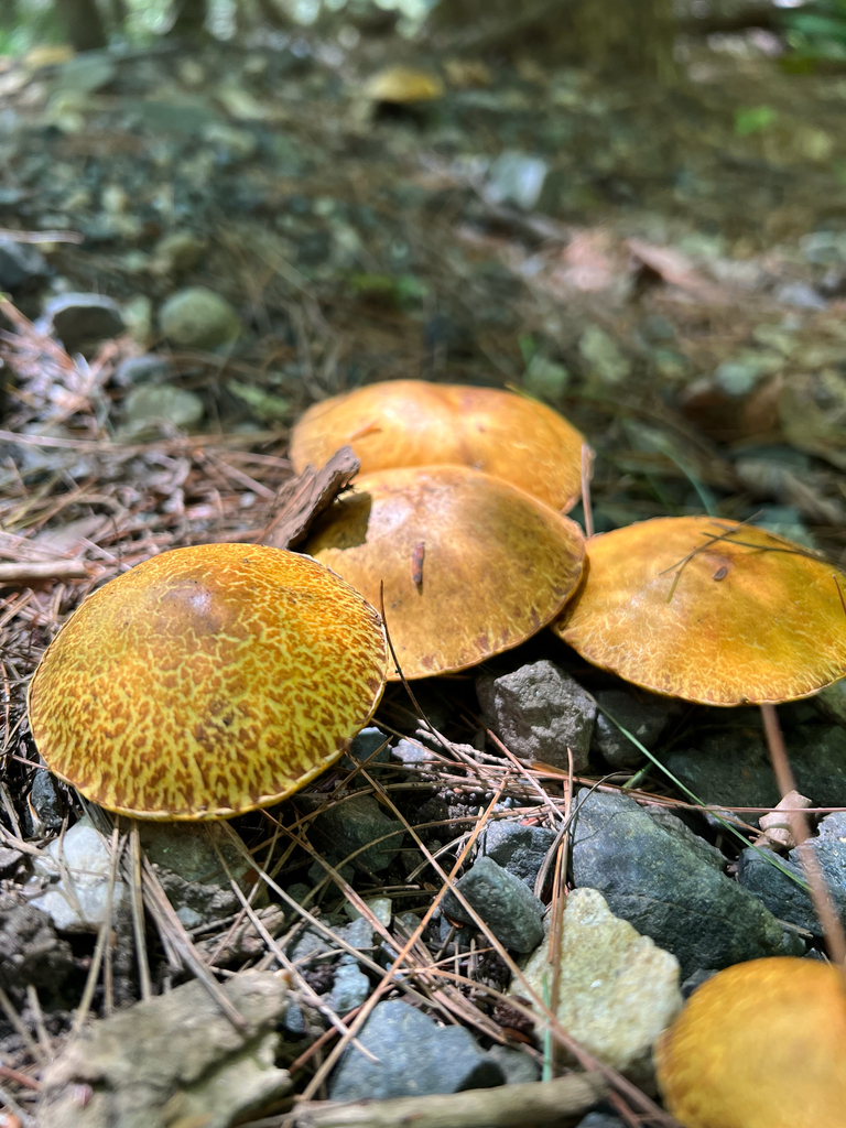 Chicken Fat Mushroom