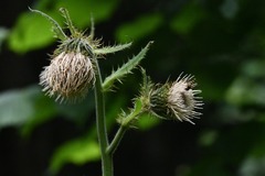 Cirsium carniolicum, photograph (c) Flavien Saboureau, some rights reserved (CC BY)