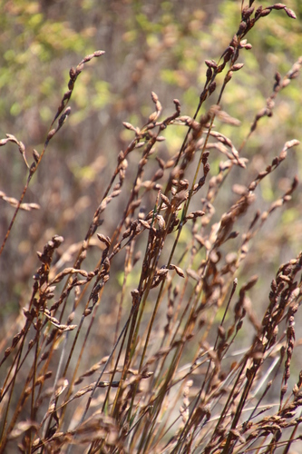 Image of Restio bifurcus by (c) Tony Rebelo, some rights reserved (CC BY-SA)