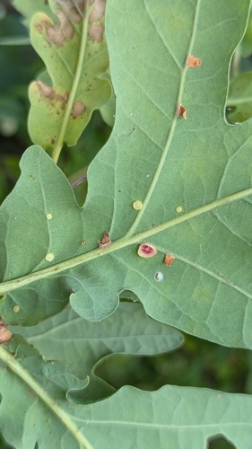 Smooth Spangle Gall Wasp, Noordwijk, Nederland, photo 8 of 10