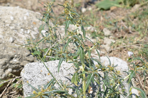 spiny cocklebur