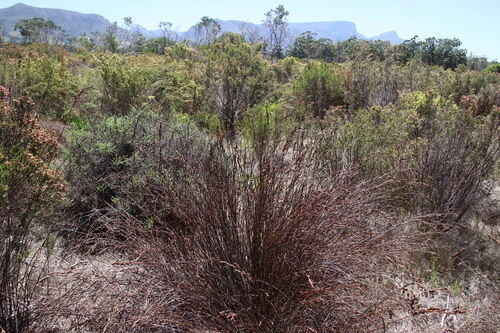 Image of Restio bifurcus by (c) Tony Rebelo, some rights reserved (CC BY-SA)