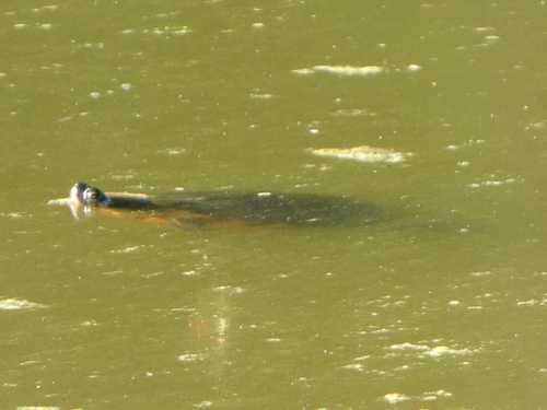 Trachemys scripta