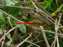 Sympetrum illotum