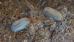 Ischnochiton variegatus