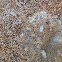 Ischnochiton variegatus