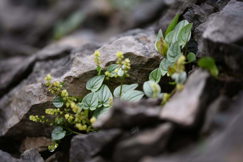 Dioscorea pyrenaica; photograph Flavien Saboureau, CC BY, iNaturalist via GBIF