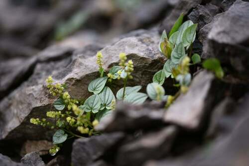 Dioscorea pyrenaica