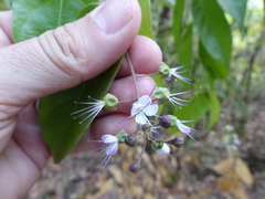 Hirtella gracilipes