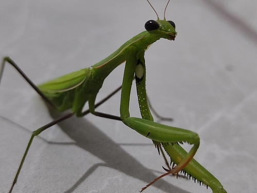 European Mantis