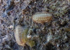 Ischnochiton variegatus
