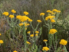 Athanasiinae