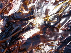 Sarcothalia crispata