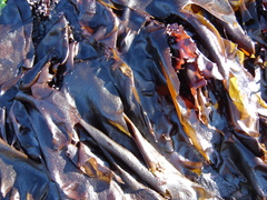 Sarcothalia crispata