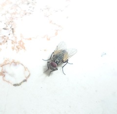 Musca domestica