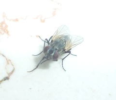 Musca domestica