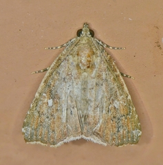 Amyna bullula