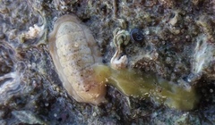 Ischnochiton variegatus