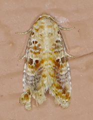 Diastema tigris